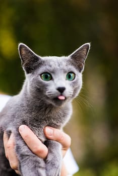 British playful cat on a table outdoors. Gaze, home pet, healthy lifestyle concept.