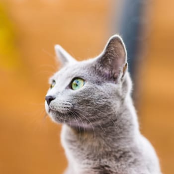 British playful cat on a table outdoors. Gaze, home pet, healthy lifestyle concept.