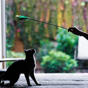 British playful cat on a table outdoors. Gaze, home pet, healthy lifestyle concept.