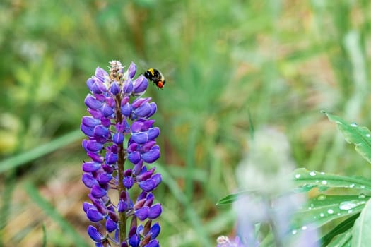 Blooming lupine and flying bumblebee. Nature, summer flowers. Selective focus. Copy space.