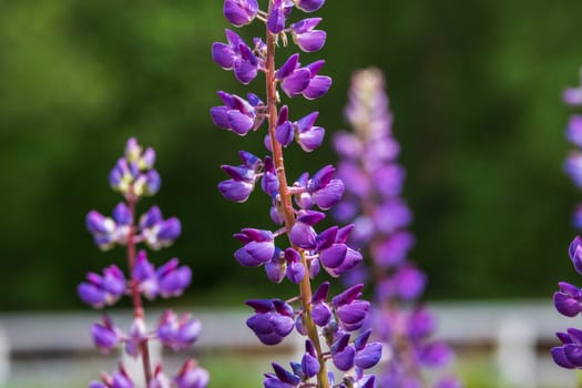 Blooming lupine. Nature, summer flowers. Selective focus. Copy space.