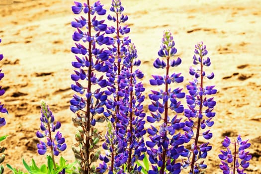 Blooming lupine. Nature, summer flowers. Selective focus. Copy space.