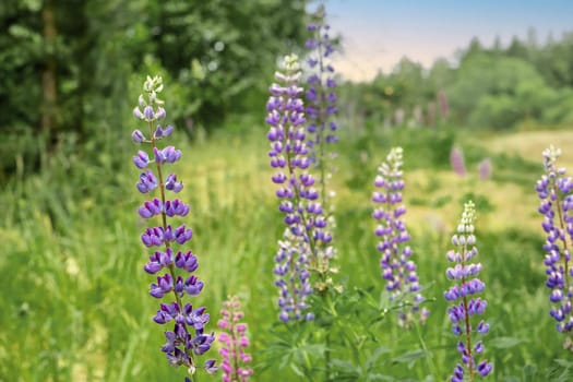 Blooming lupine. Nature, summer flowers. Selective focus. Copy space.