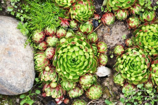 Lot of nice flowers named stone rose as background