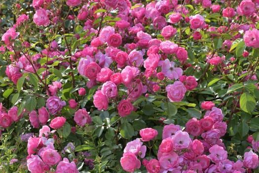 Bushy pink rose blooming profusely