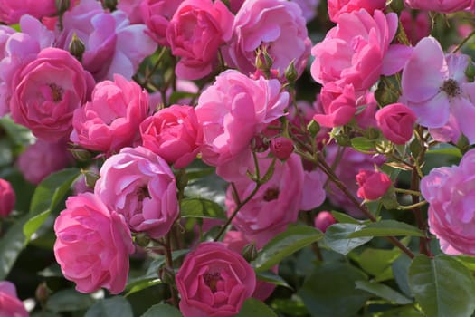 Bushy pink rose blooming profusely