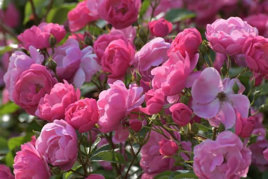 Bushy pink rose blooming profusely