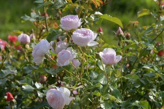 The Beautiful white and avarietal rose