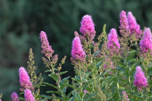 Spiraea salicifolia blooms profusely in spring