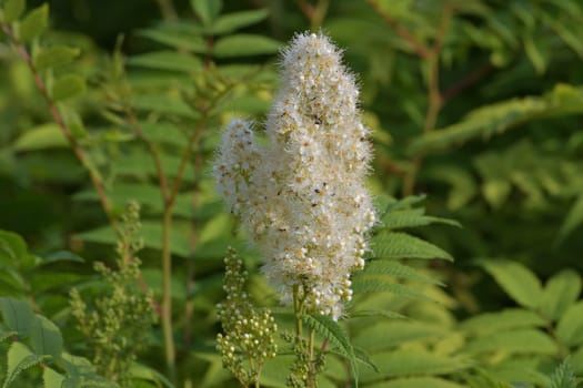 Sorbaria sorbifolia - Fieldfare blooms profusely in summer