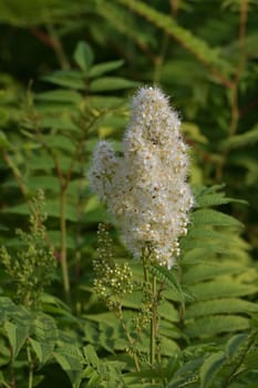 Sorbaria sorbifolia - Fieldfare blooms profusely in summer