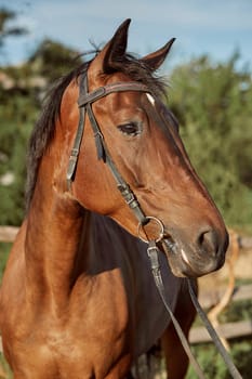 Beautiful brown horse, close-up of muzzle, cute look, mane, background of running field, corral, trees. Horses are wonderful animals
