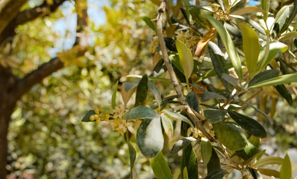 Background of olive leaves, flowering olive branches on a sunny day.