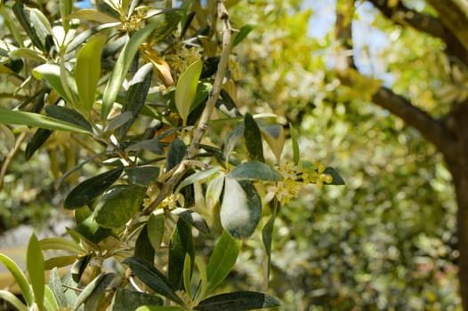 Background of olive leaves, flowering olive branches on a sunny day.