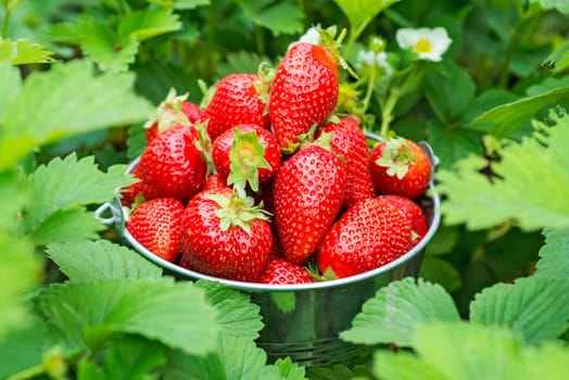 Bucket of freshly picked strawberries in summer garden. Strawberry berries in a bucket on a strawberry bed. Selective focus.