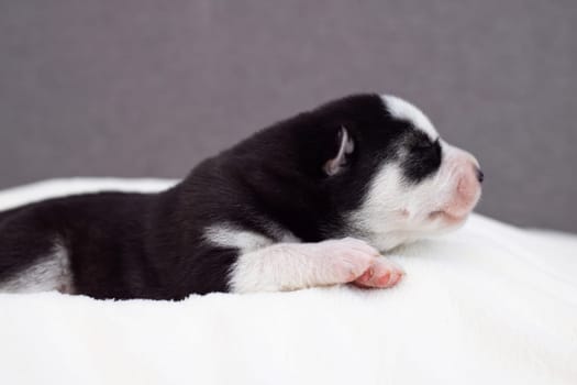 Siberian Husky puppy sleeps on a white blanket on the bed. Newborn puppy sleeping.