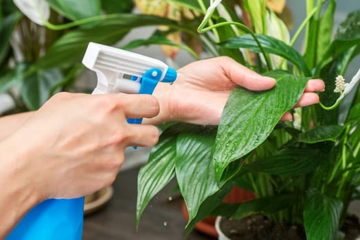 A female hand spraying water on indoor house plant. A woman cares for her flowers in domestic room.