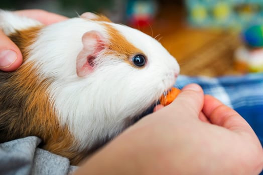 A child is feeding a funny Guinea pig. Guinea pig eating a carrot.