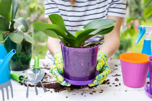 Transplant plants orchids. Woman in gloves is transplanting orchids plant into the new pot on the white wooden table.