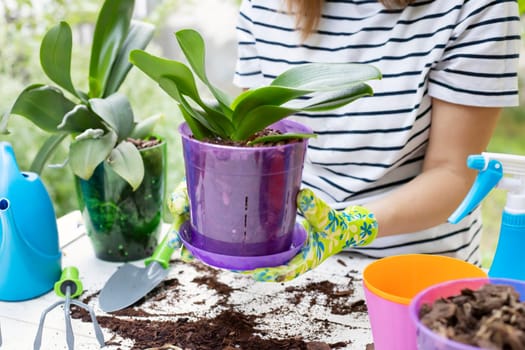 Transplant plants orchids. Woman in gloves is transplanting orchids plant into the new pot on the white wooden table.