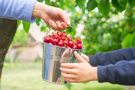 A woman gives a child a bucket full of ripe cherries. The concept of parental care for children. Vitamin Eating.