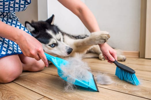 A woman removes dog hair after molting a dog with a dustpan and broom at home. Cleaning dog hair at home. Pet care.