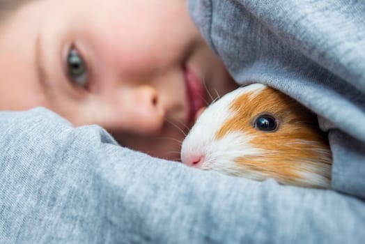 Boy holding a guinea pig. A child hugs a guinea pig. Pet care concept.