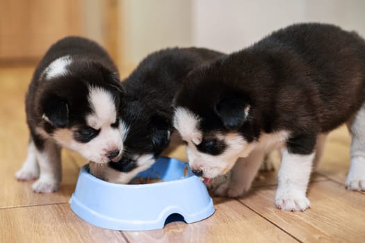 Cute siberian husky puppies eating from feeding bowl at home. Dog feeding.