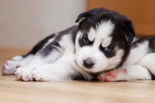 Black and white husky puppy resting on the floor in a house or apartment. Pets indoors.