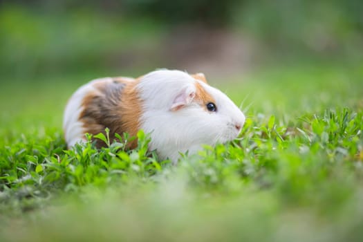 A guinea pig or cavy sitting in the green grass. Guinea pig walking on the lawn.