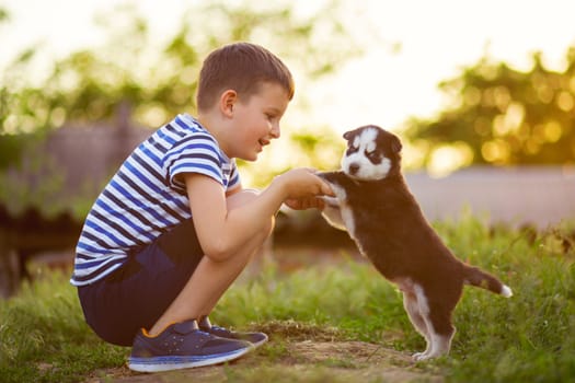 A cute boy plays with husky puppy outdoor. A child holds the puppys paws in his hands.