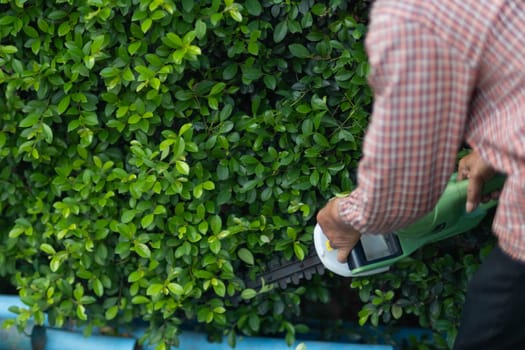 Asian male gardener trimming trees with electric cutter at garden. Modern gardening equipment for work. The process of landscaping during the summer.