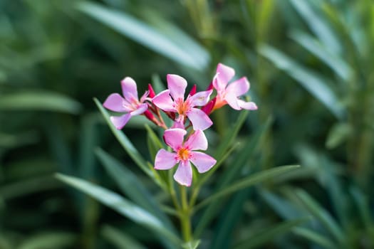 Beautiful pink flowers with green leaves in botanical garden.