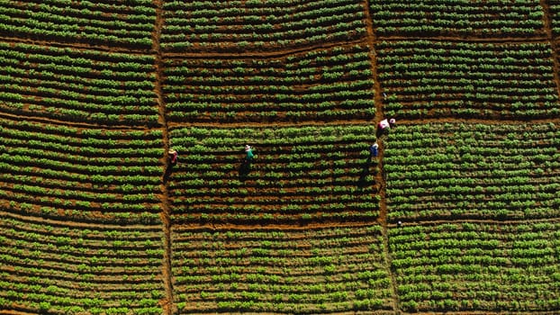 Aerial view of farmers working in a Chinese cabbage field or strawberry farm, agricultural plant fields with mountain hills in Asia. Vegetable farm and modern business concept.