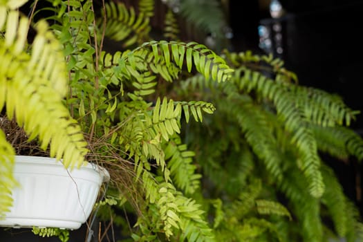 Ferns With Green Leaves In Hang Baskets, background for advertisement and wallpaper in relaxation corner and garden scene. Actual images in decorating ideas