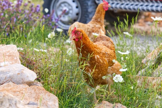 Happy hen in the organic chicken farm. Eco organic chicken farm. Local farm or agriculture. A close up look of healthy Chicken or hen.