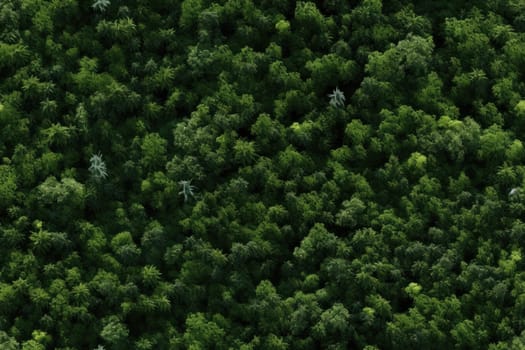 Top view of the green forest, seamless background