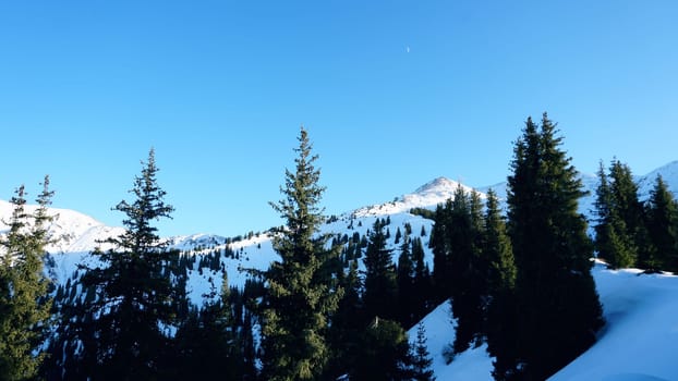 The moon hangs over the snowy peaks of the mountains. There are green coniferous trees. The sun goes below the horizon. Clear blue sky. There is a lot of snow in the mountains. Kazakhstan, Almaty