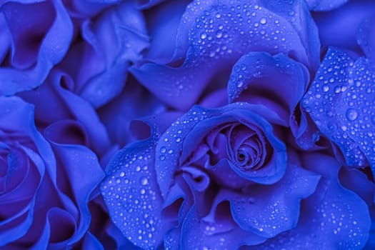 Background of blue roses. Macro flowers backdrop for holiday brand design