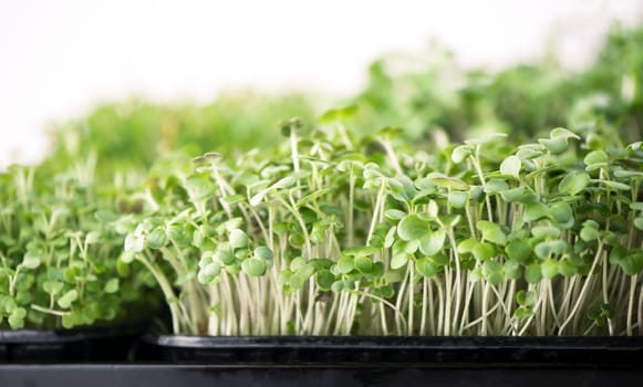 The concept of a healthy diet, growing microgreens - boxes of red amaranth, mustard, arugula, peas, cilantro on a home white windowsill. I cut with scissors