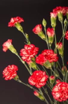 Red carnation flowers on black background