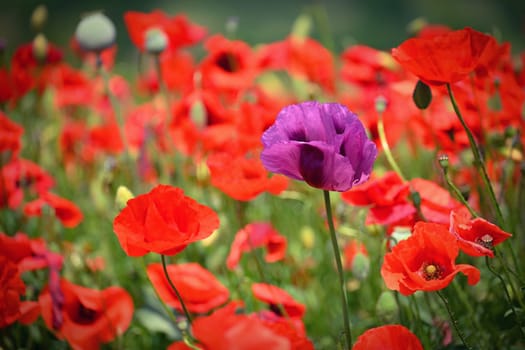 Purple poppy flower among red ones - uniqueness. Beautiful poppies blooming in the field. Beautiful summer background with flowers. 