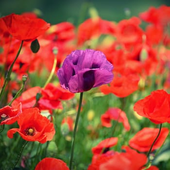 Purple poppy flower among red ones - uniqueness. Beautiful poppies blooming in the field. Beautiful summer background with flowers. 