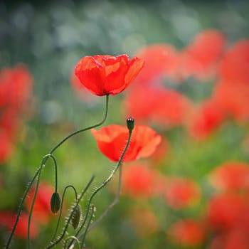 Summer nature - concept. Beautiful landscape with red poppy flowers and sunny day with blue sky.