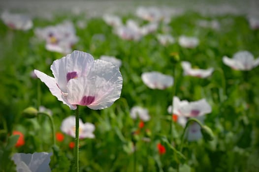 Beautiful large white flowers of the plant in the field. White poppies. 