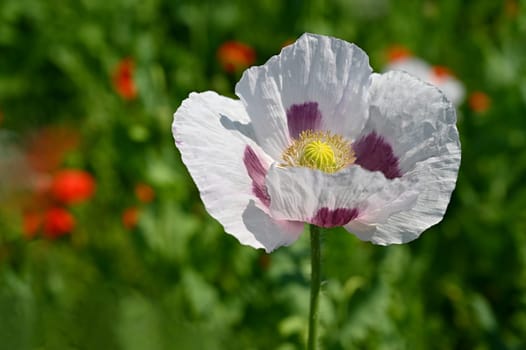 Beautiful large white flowers of the plant in the field. White poppies. 