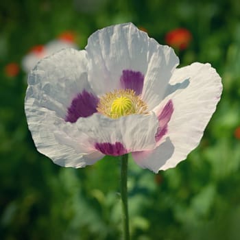 Beautiful large white flowers of the plant in the field. White poppies. 