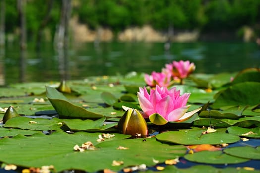 Beautiful blooming water lily plant. Colorful nature background for massage, spa and relaxation.