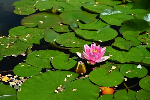 Beautiful blooming water lily plant. Colorful nature background for massage, spa and relaxation.