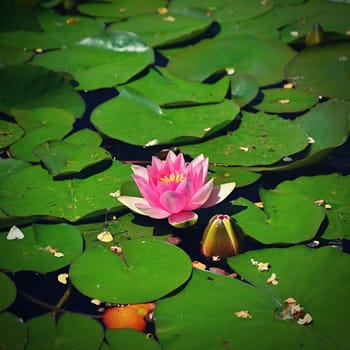 Beautiful blooming water lily plant. Colorful nature background for massage, spa and relaxation.